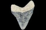Serrated, Fossil Megalodon Tooth - Florida #110470-1